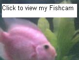  View My FishCam! 